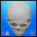 Life Size modèle humain pour l&#39;éducation du crâne en plastique